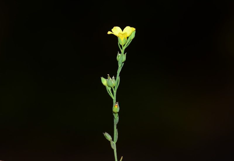 Linum mysorense, photographed by S.MORE