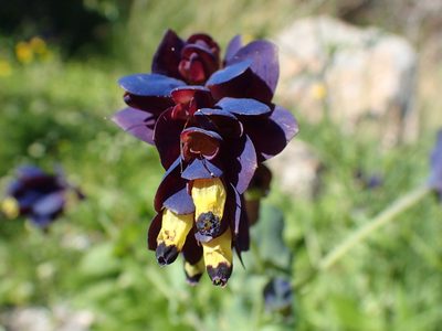 Cerinthe retorta, photographed by Katerina Kalogerini