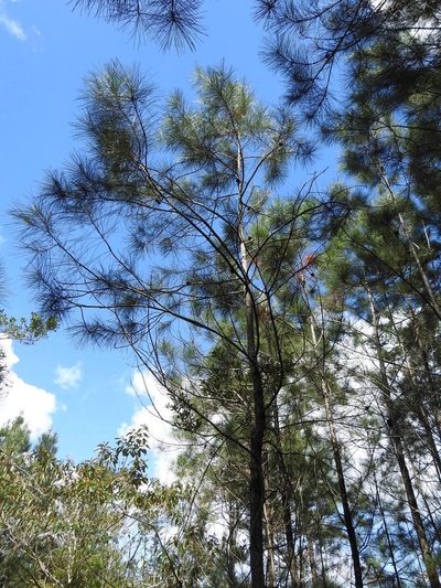 Pinus cubensis, photographed by Louis Imbeau