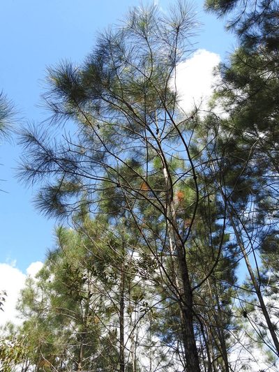 Pinus cubensis, photographed by Louis Imbeau