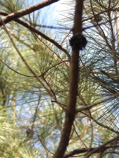 Pinus cubensis, photographed by Louis Imbeau