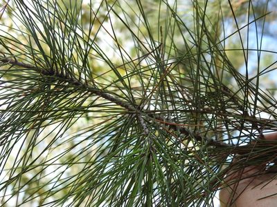 Pinus cubensis, photographed by Louis Imbeau