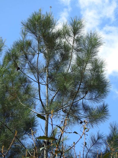 Pinus cubensis, photographed by Louis Imbeau