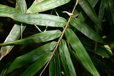 Bambusa pachinensis, photographed by 國立臺灣博物館