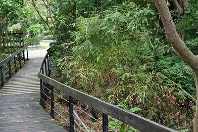 Bambusa pachinensis, photographed by 國立臺灣博物館