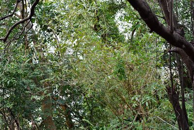 Bambusa pachinensis, photographed by 國立臺灣博物館