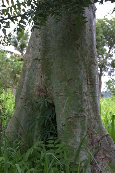 Pachira sessilis, photographed by Brian Oakes Haiti Hunter