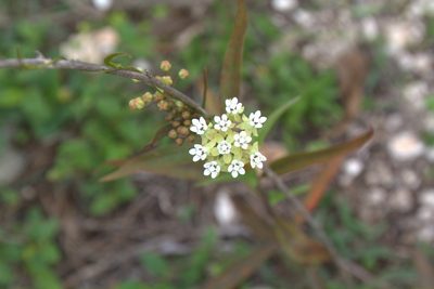 Asclepias nivea, photographed by Brian Oakes Haiti Hunter