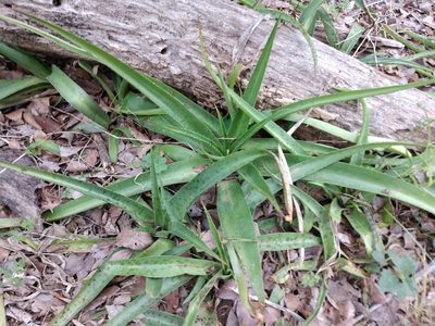 Agave maculata, photographed by Cleveland Powell