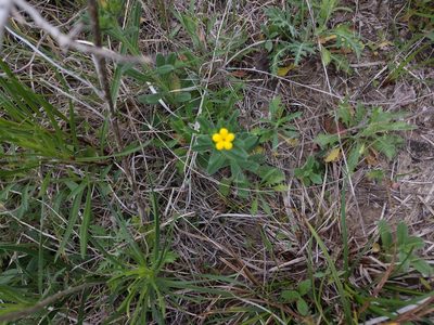 Lithospermum mirabile, photographed by Cleveland Powell