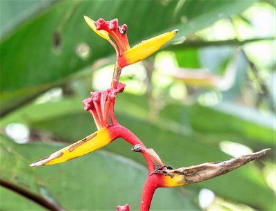 Heliconia richardiana, photographed by Gerry van Tonder