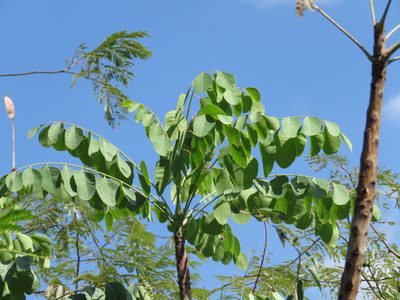 Pseudosmodingium perniciosum, photographed by Alexis López Hernández