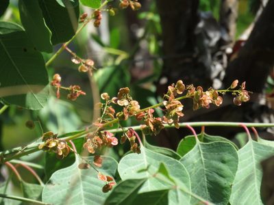 Pseudosmodingium perniciosum, photographed by Alexis López Hernández
