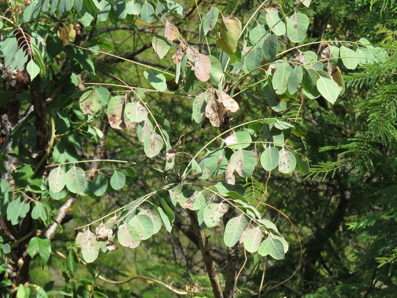 Pseudosmodingium perniciosum, photographed by Alexis López Hernández