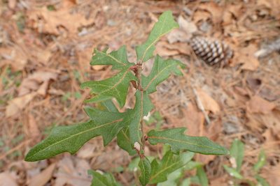 Quercus hemisphaerica, photographed by Austin Pursley