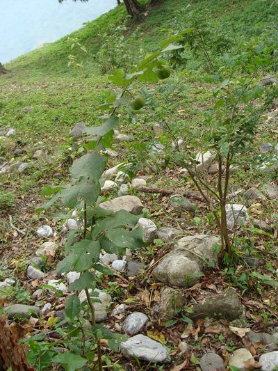 Phyllanthus grandifolius, photographed by Alexis López Hernández