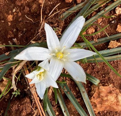 Ornithogalum pedicellare, photographed by desertnaturalist