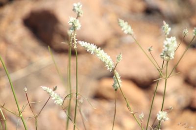 Kyphocarpa angustifolia, photographed by Tony Rebelo