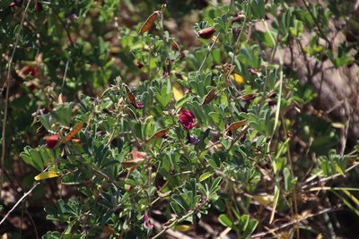 Tephrosia gobensis, photographed by Tony Rebelo