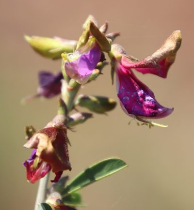Tephrosia gobensis, photographed by Tony Rebelo