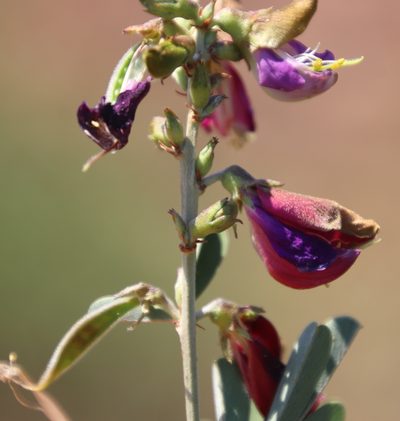 Tephrosia gobensis, photographed by Tony Rebelo