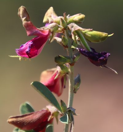 Tephrosia gobensis, photographed by Tony Rebelo