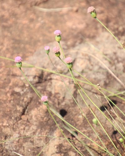 Emilia transvaalensis, photographed by Tony Rebelo