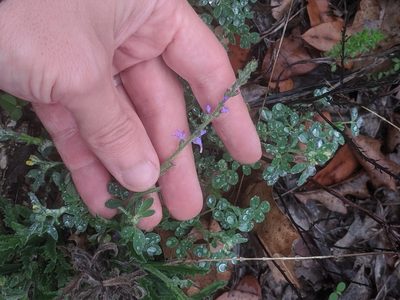 Verbena canescens, photographed by Eric Knight
