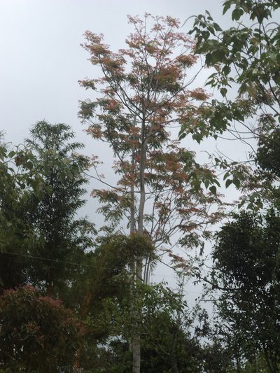 Acrocarpus fraxinifolius, photographed by Alexis López Hernández