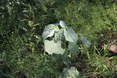 Abutilon angulatum, photographed by Tony Rebelo