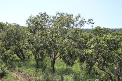 Pterocarpus rotundifolius, photographed by Tony Rebelo