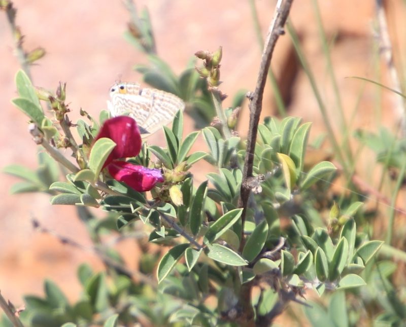 Tephrosia gobensis, photographed by Tony Rebelo