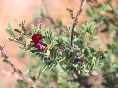 Tephrosia gobensis, photographed by Tony Rebelo