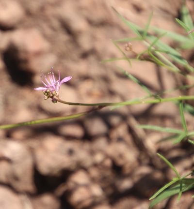 Cleome macrophylla, photographed by Tony Rebelo