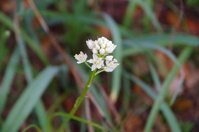 Toxicoscordion nuttallii, photographed by Eric Knight