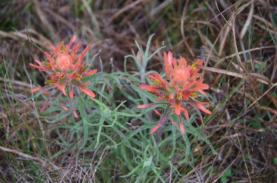 Castilleja lindheimeri, photographed by Eric Knight