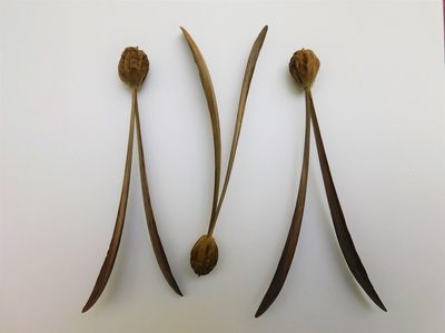 Gyrocarpus americanus, photographed by Álvaro Rivas Godin