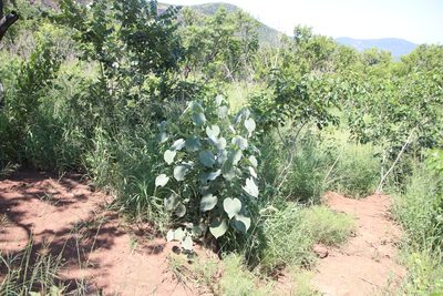 Abutilon angulatum, photographed by Tony Rebelo