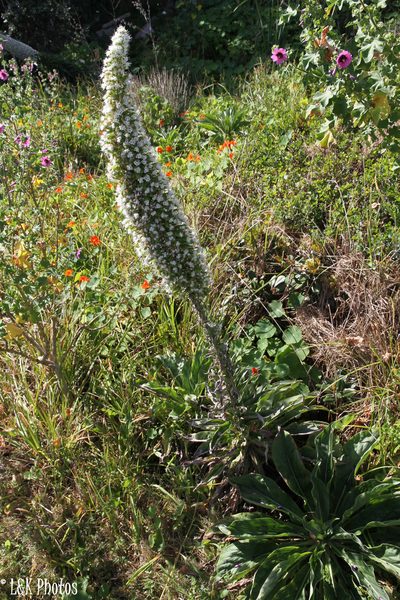 Echium simplex, photographed by lallen