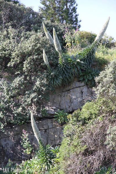 Echium simplex, photographed by lallen