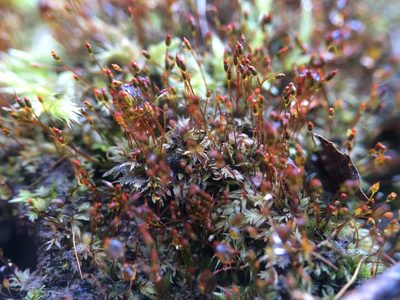 Fissidens exilis, photographed by Étienne Lacroix-Carignan
