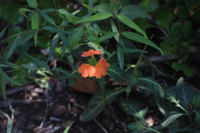 Crossandra fruticulosa, photographed by Tony Rebelo