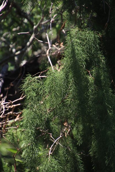 Asparagus buchananii, photographed by Tony Rebelo
