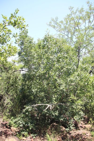 Ziziphus rivularis, photographed by Tony Rebelo