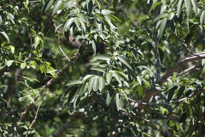 Ziziphus rivularis, photographed by Tony Rebelo