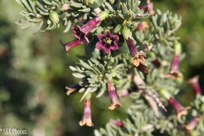 Lycium afrum, photographed by lallen