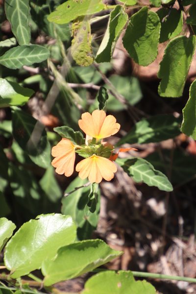Crossandra fruticulosa, photographed by Tony Rebelo