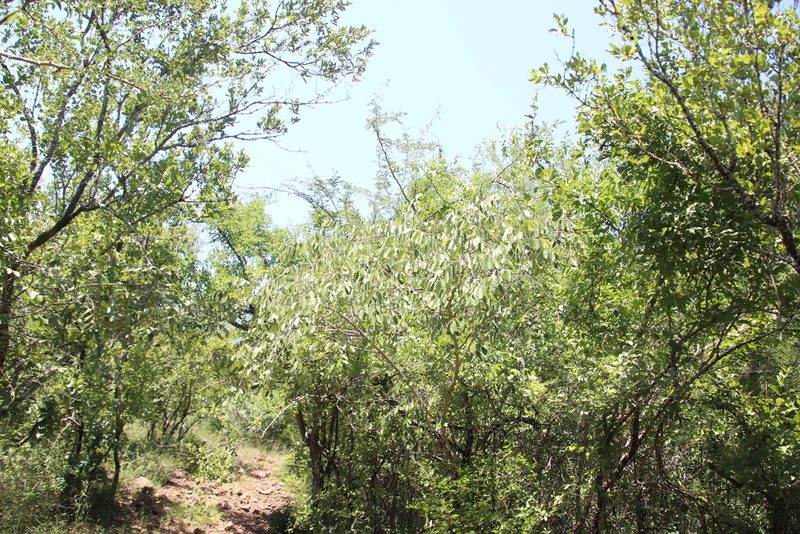 Ziziphus rivularis, photographed by Tony Rebelo