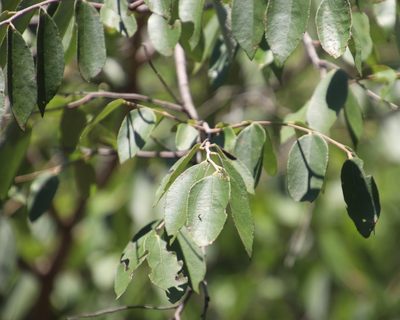 Ziziphus rivularis, photographed by Tony Rebelo