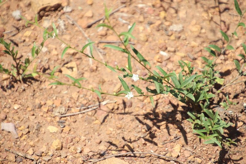 Seddera suffruticosa, photographed by Tony Rebelo